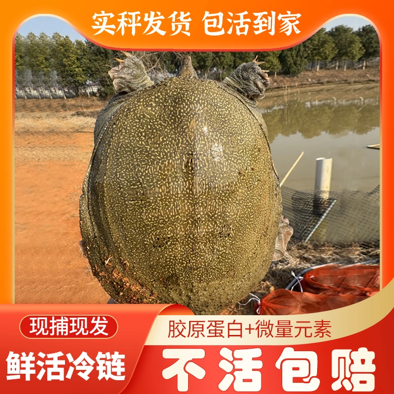 （5-6斤）4只热销 鲜活甲鱼农户直发团鱼 老鳖 顺丰鲜活现发