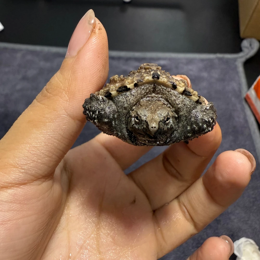 爆刺原种纯佛鳄龟苗人工养殖观赏类凶猛宠物小乌龟