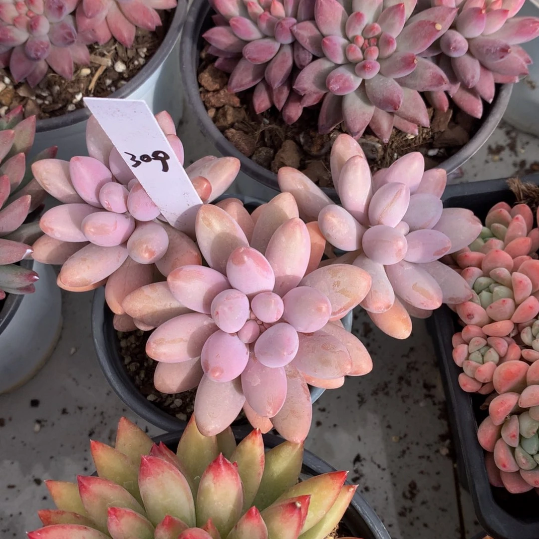 粉恋人62727272727272727