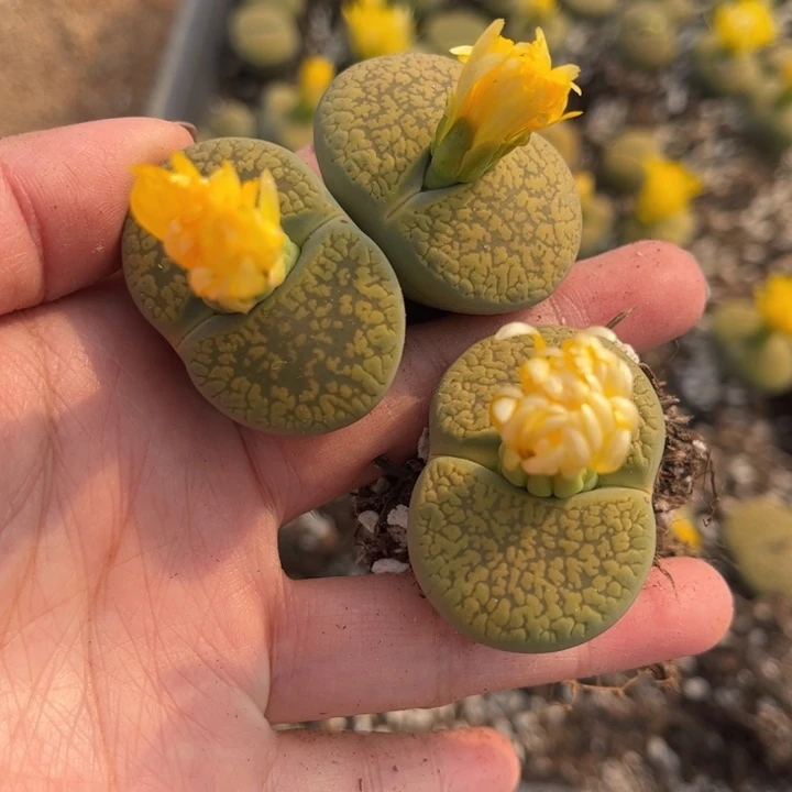 黄日轮一颗888888888