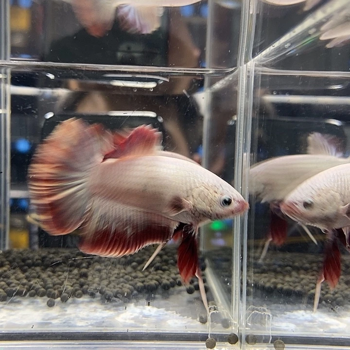 斗鱼黑108号巨斗将军