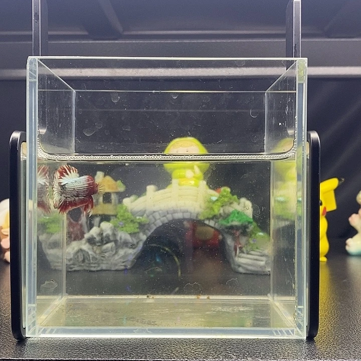 海水鱼Fccp 将军公