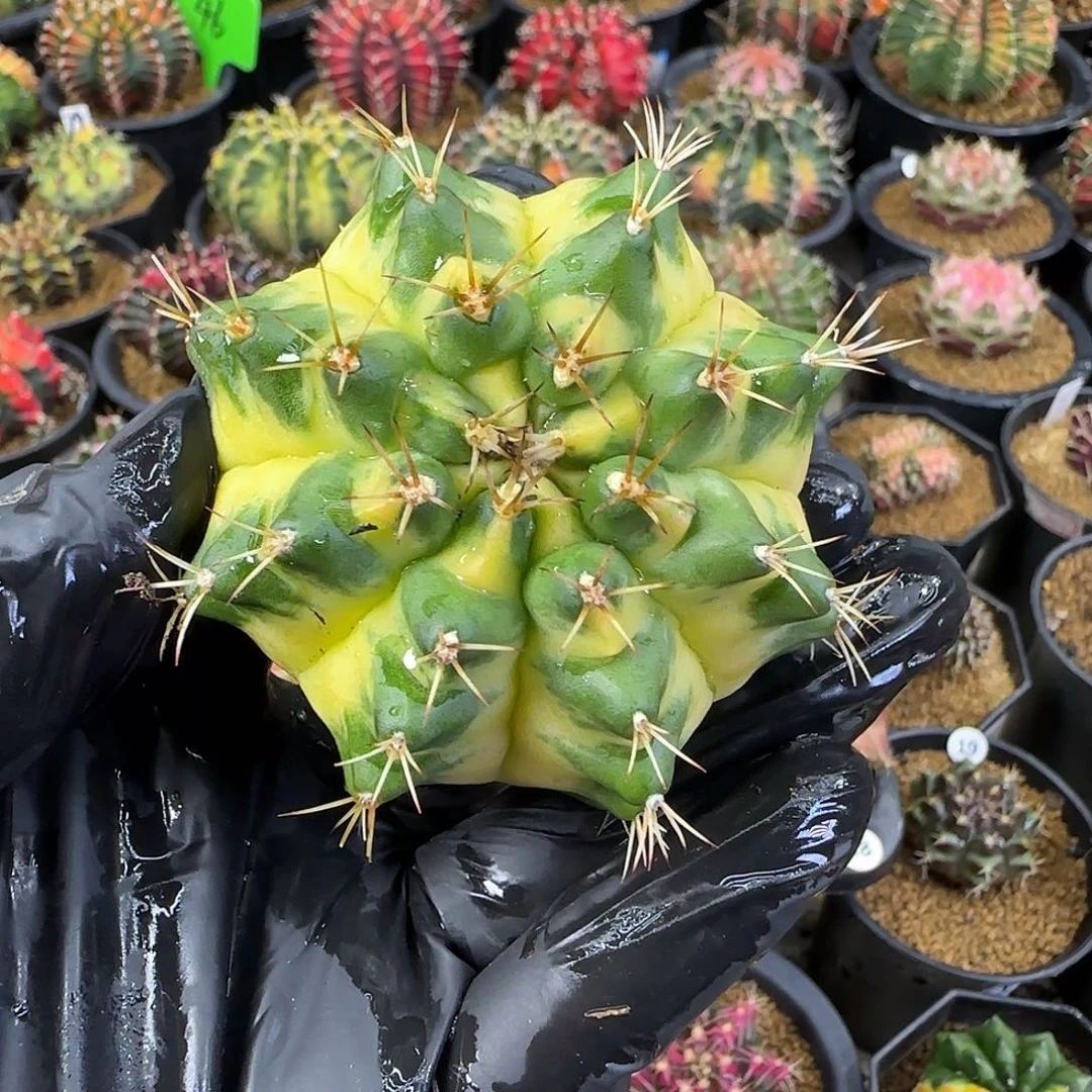 月亮皇冠，名品侧芽