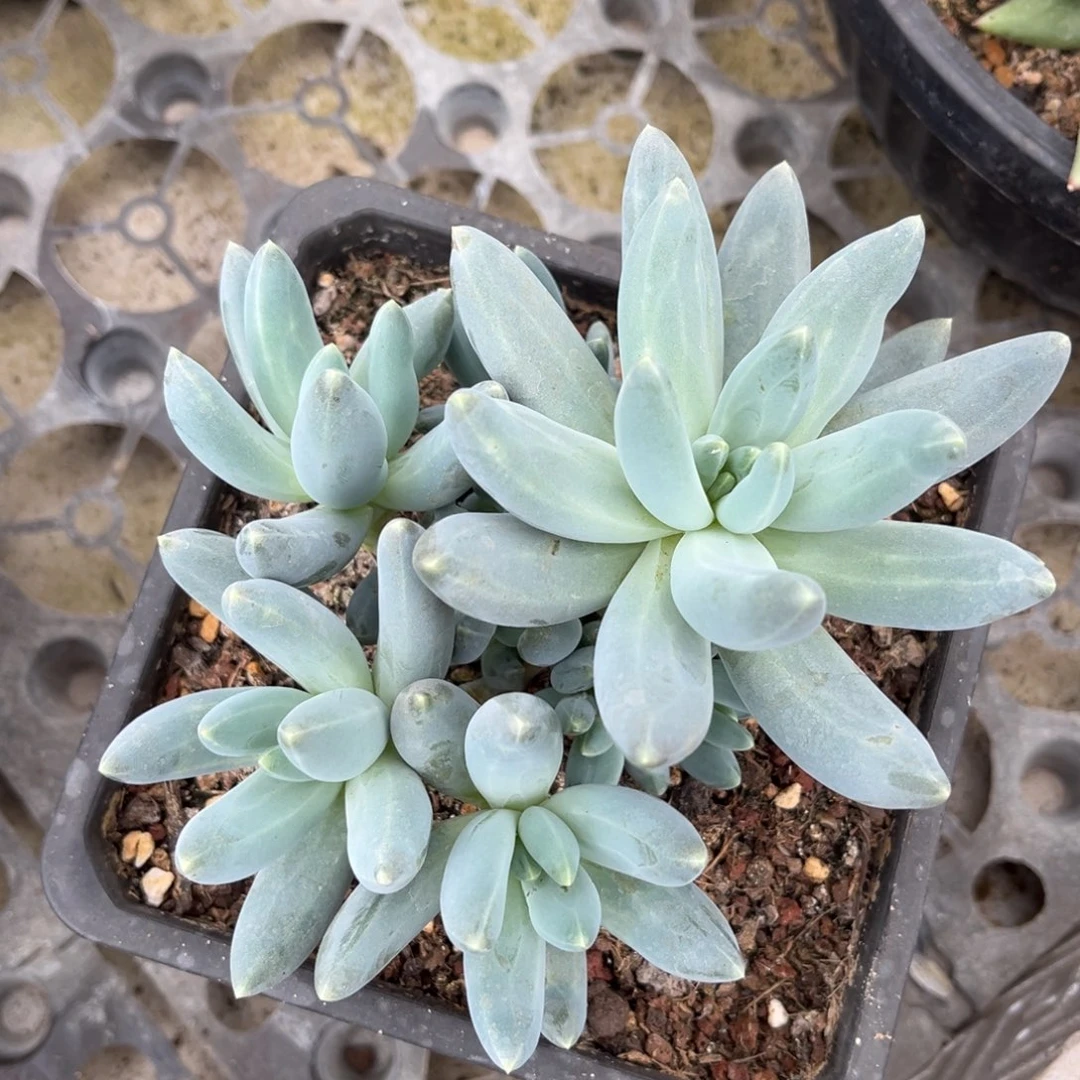 多肉植物多肉植物