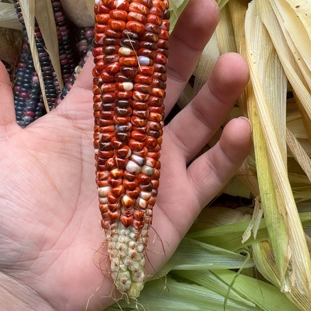 柏香籽/百香籽吊坠小**爱