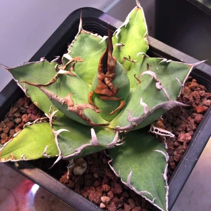 凯撒仁王冠龙舌兰