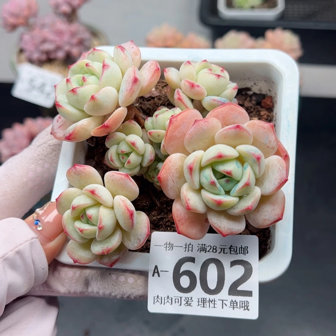 白底香草老桩多肉多肉多肉多肉