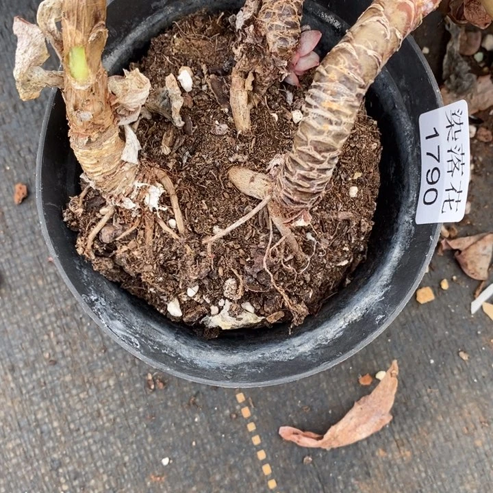 ***气精品多肉植物1790