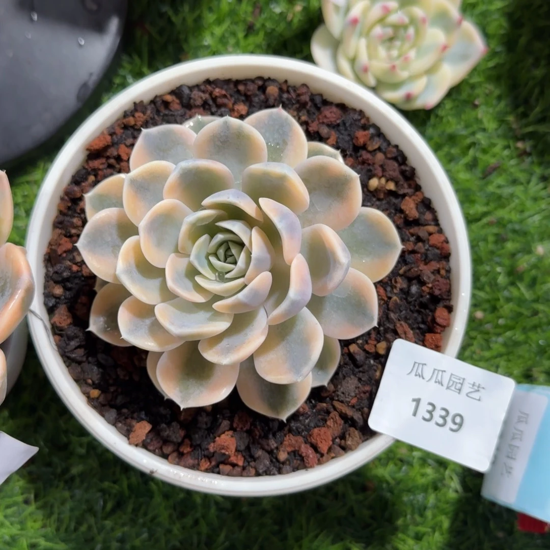 1339汉堡锦多肉植物的