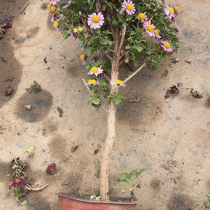 小***妞35菊花菊花菊花菊花好