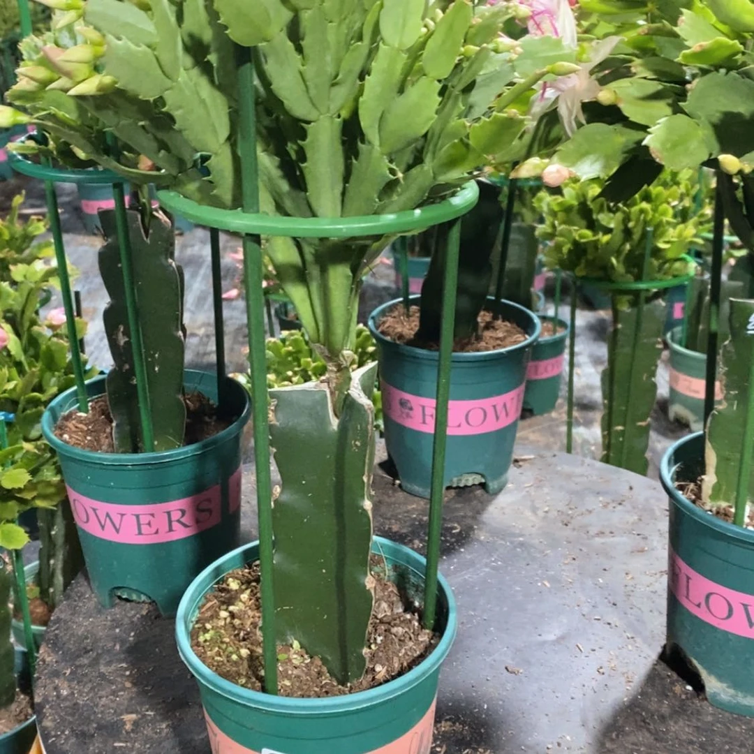 【闪购商品】当前无花朵，栽培后可花朵花****?338嫁接2099