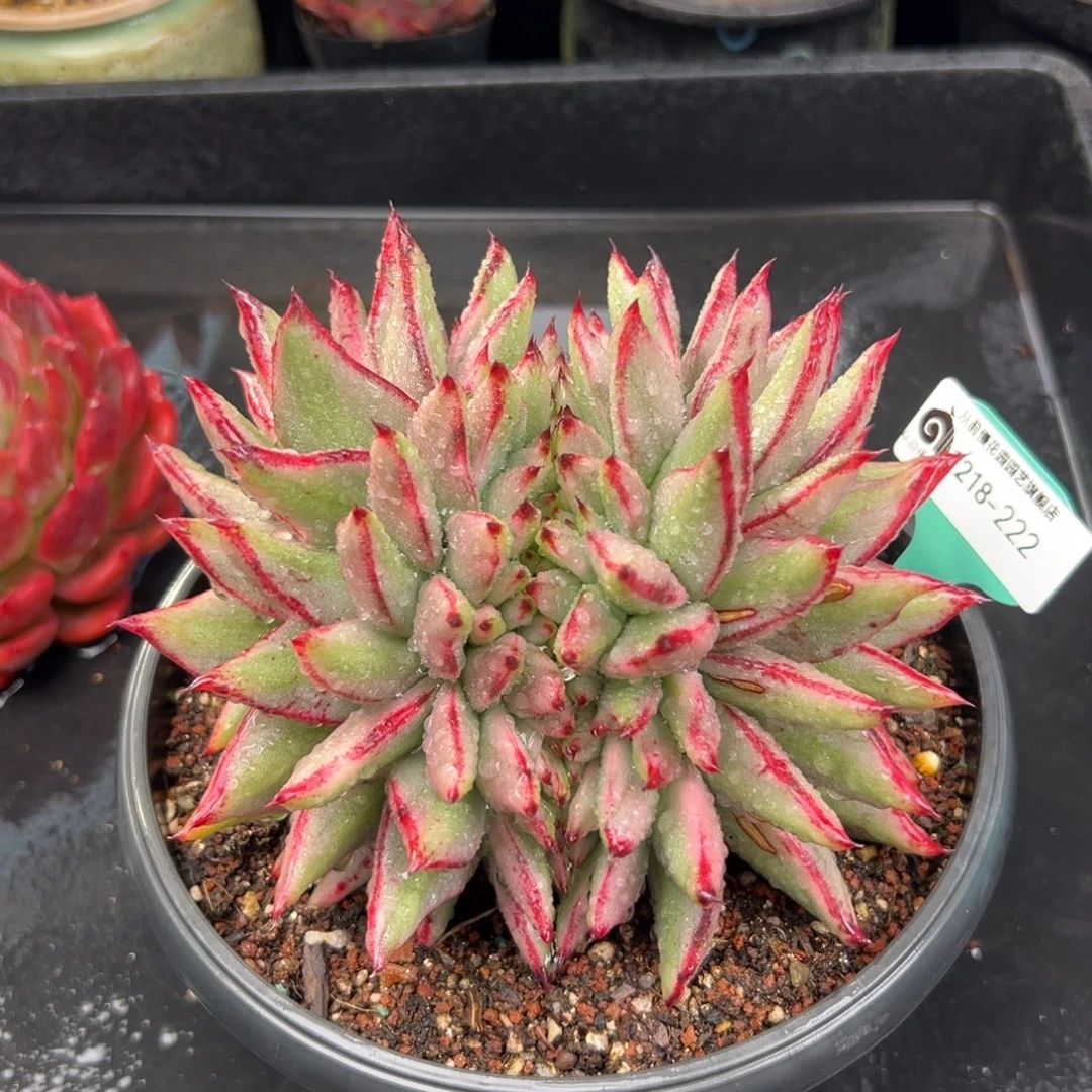 从前慢花园多肉编号1218-222