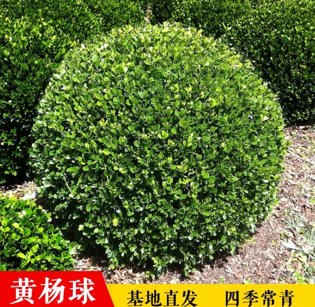 庭院绿篱植物造型树小叶黄杨树苗瓜子黄杨球盆景四季长青