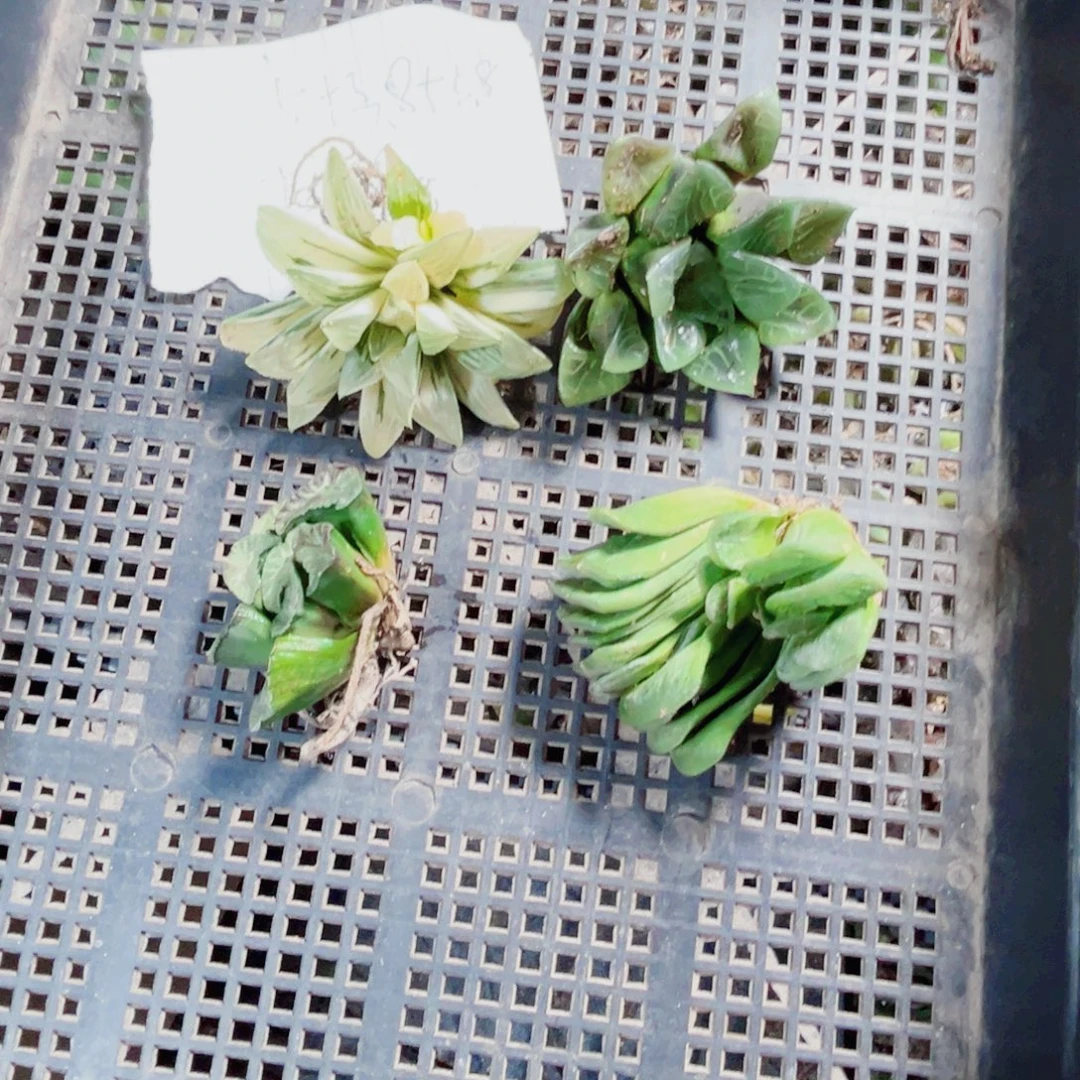 狗***爹特价处理不包售后多肉植物