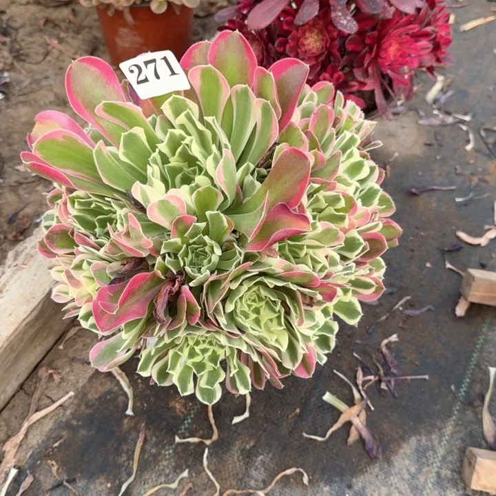 白凤法师一颗271