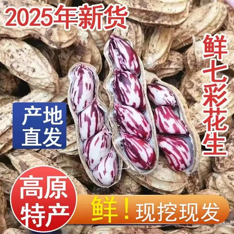 农家自种云南七彩花生 新鲜湿花生现挖现发牛奶/水果花生带壳洗净