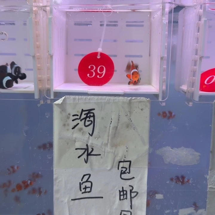 海水鱼精品公子一对