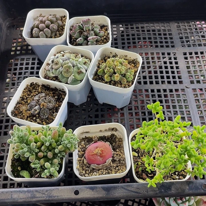 尼***蛋24号筐带盆土发货