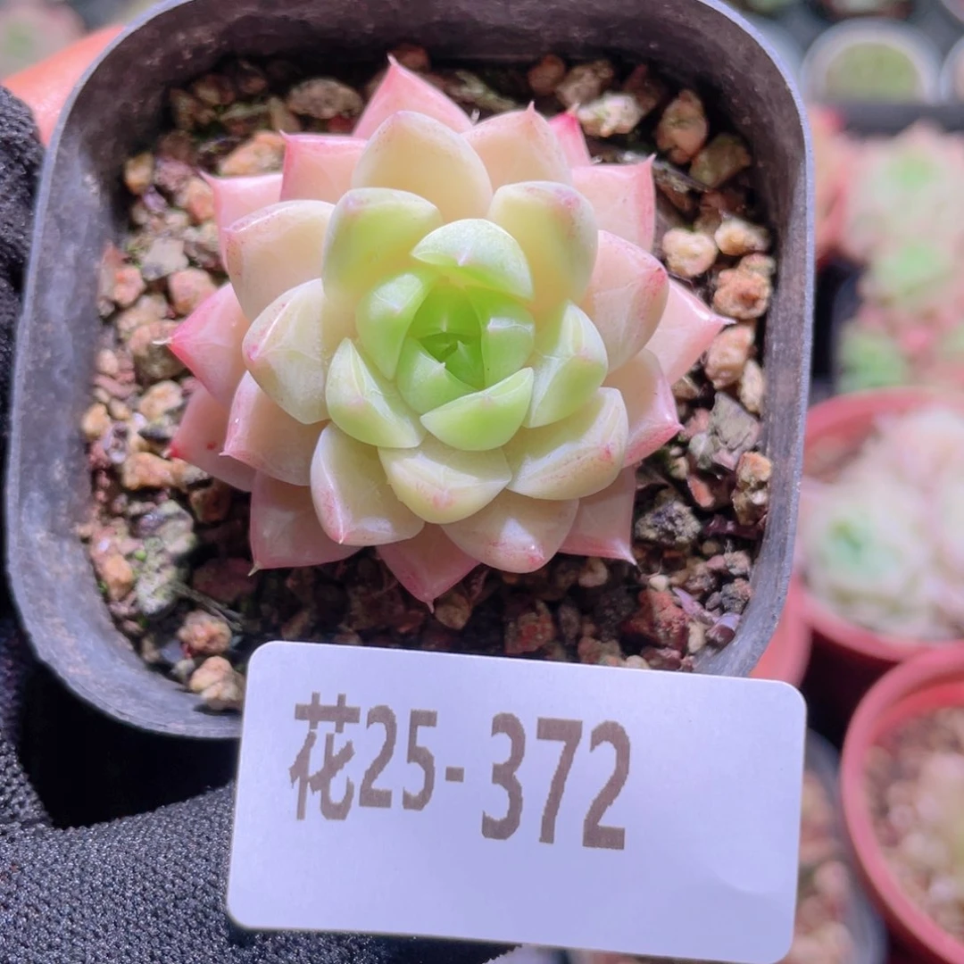 花利美25-372女王