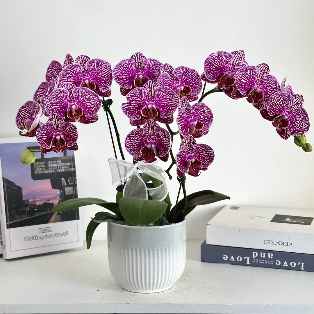 妗画【法国斑】蝴蝶兰鲜花精致组盆 开花株 室内绿植基地直发