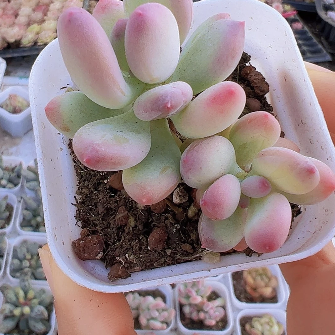 苹果奶19包邮多肉