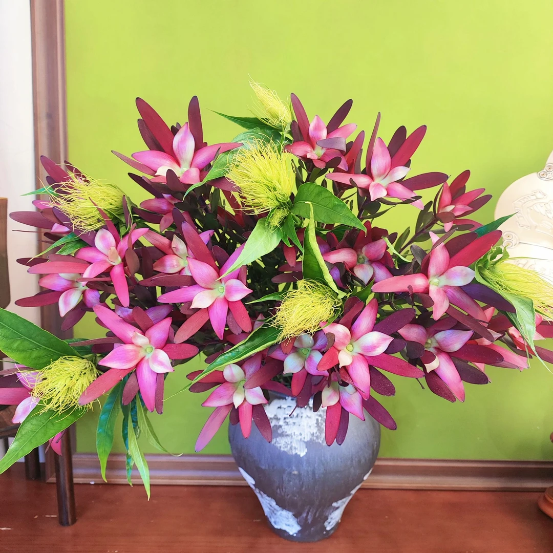【我种花】白金羽木百合组合搭配花束长花期水养鲜切花云南直发