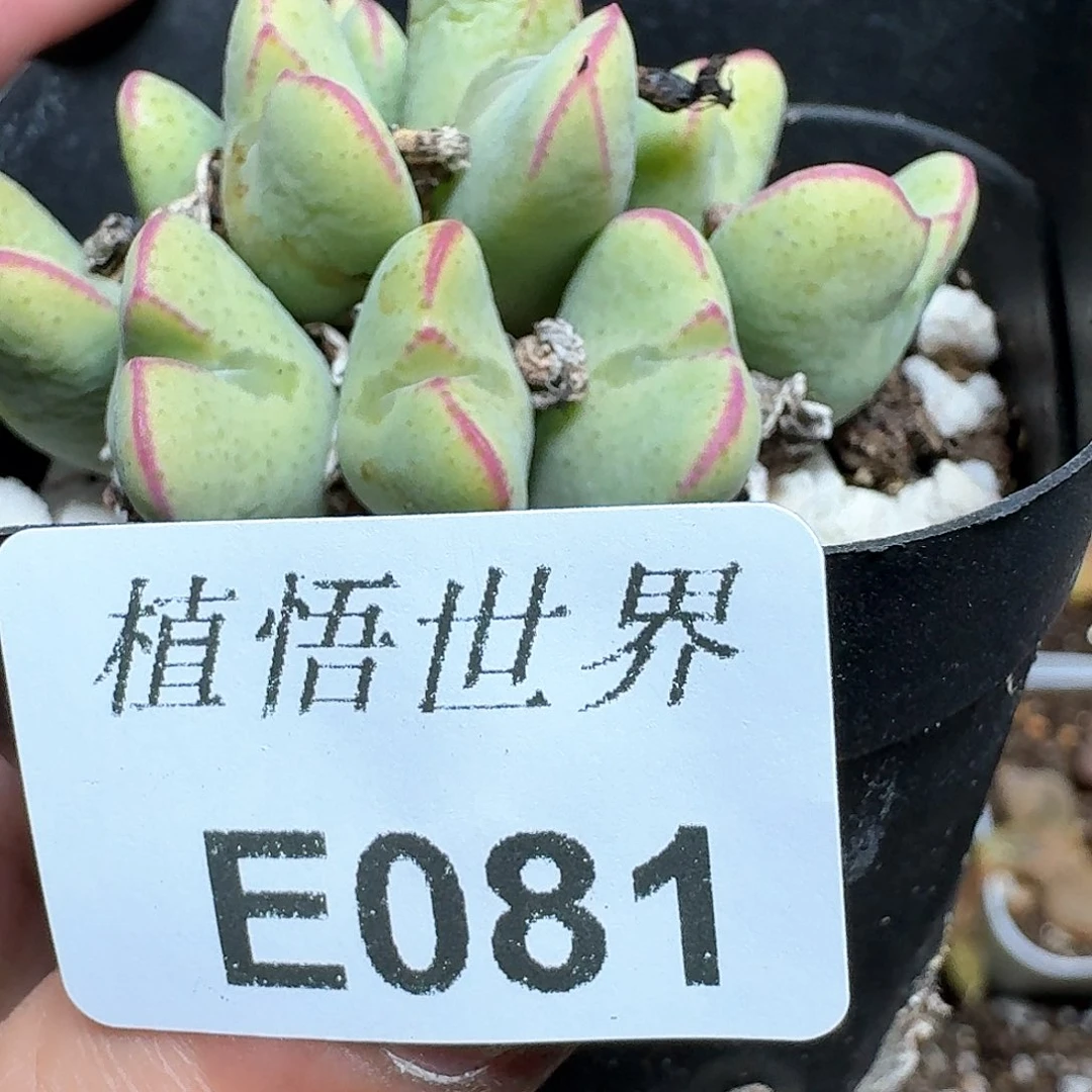 081号多肉植物哇vv