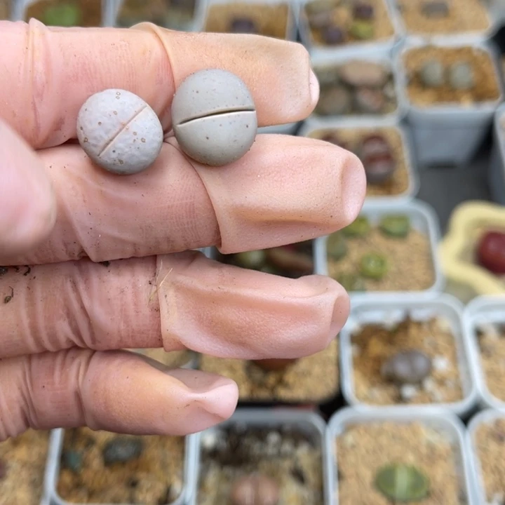 多肉植物一物一拍57