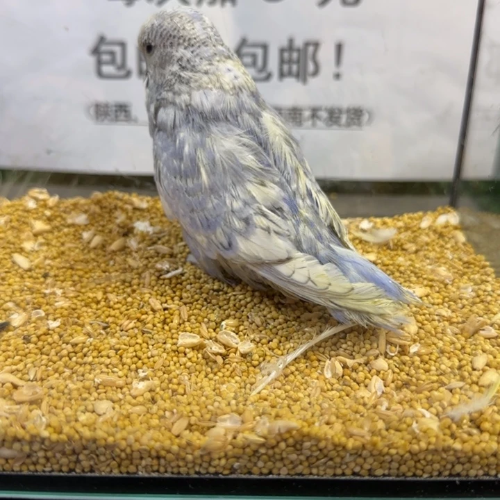 虎皮鹦鹉大头虎皮鹦鹉