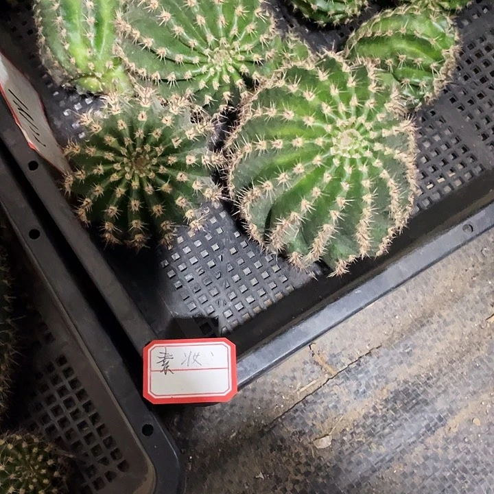 素妆侧芽7公分歪满18包邮