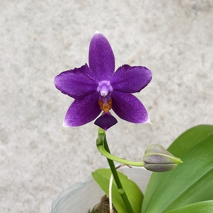 大部分开放少量花苞柳林蓝猫变异