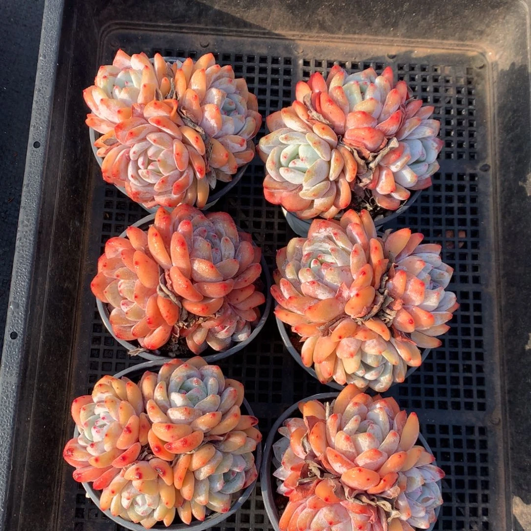 带盆发 709号新疆西藏内蒙古不包邮的