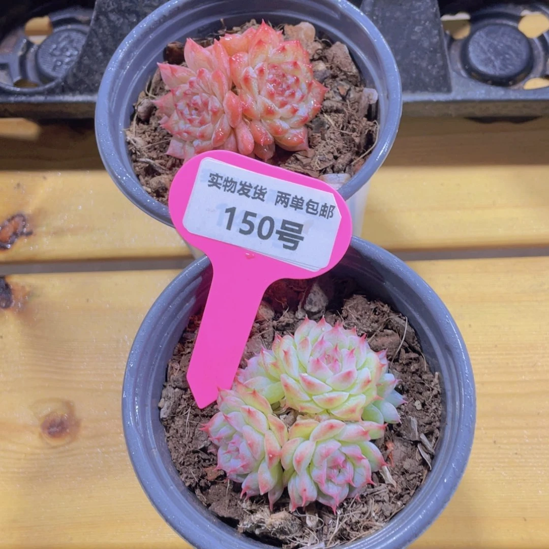 150号 小脸珍妮加睫毛麦秆