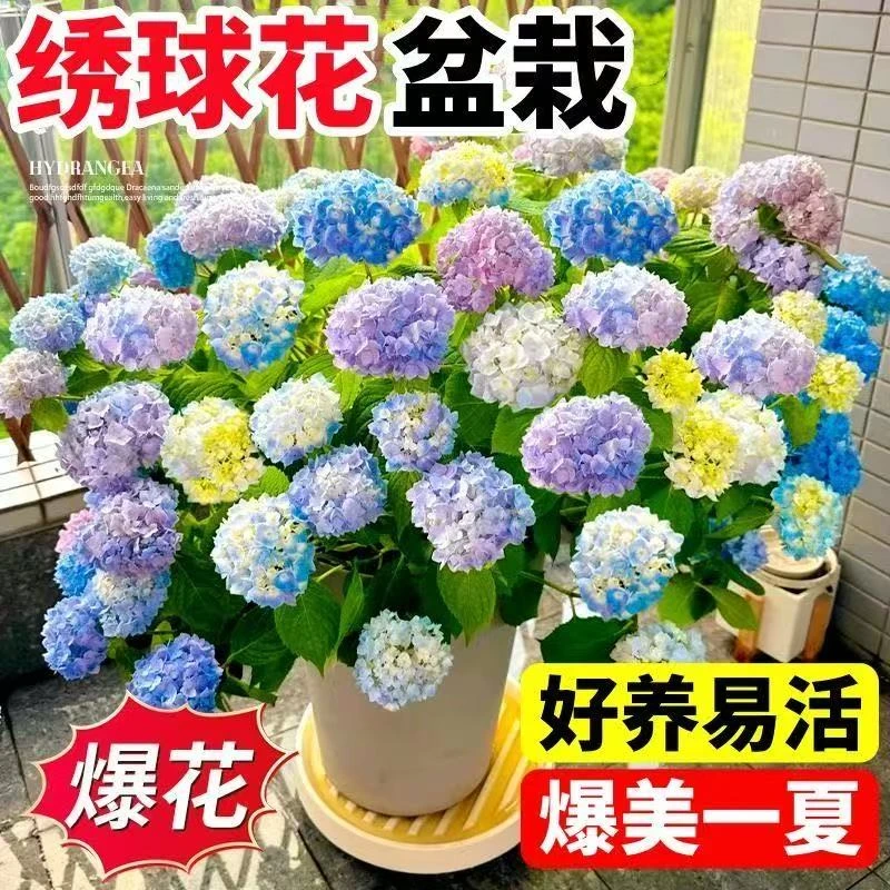 无尽夏绣球花苗四季开花适合庭院阳台盆栽好养花卉植物