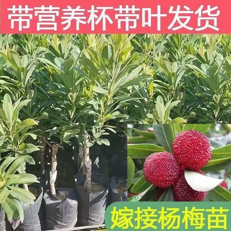 杨梅莲雾树苗东魁杨梅杨梅大小树苗原土带叶适合南北方盆栽地栽