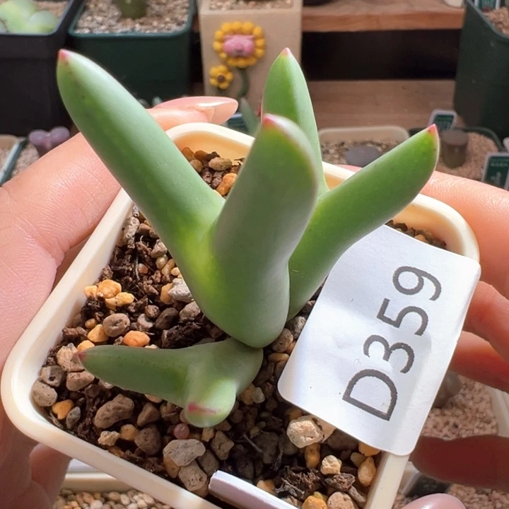 w359。优选ssg0136皮卡丘 黄皮特长耳5年苏克曼母本拆头