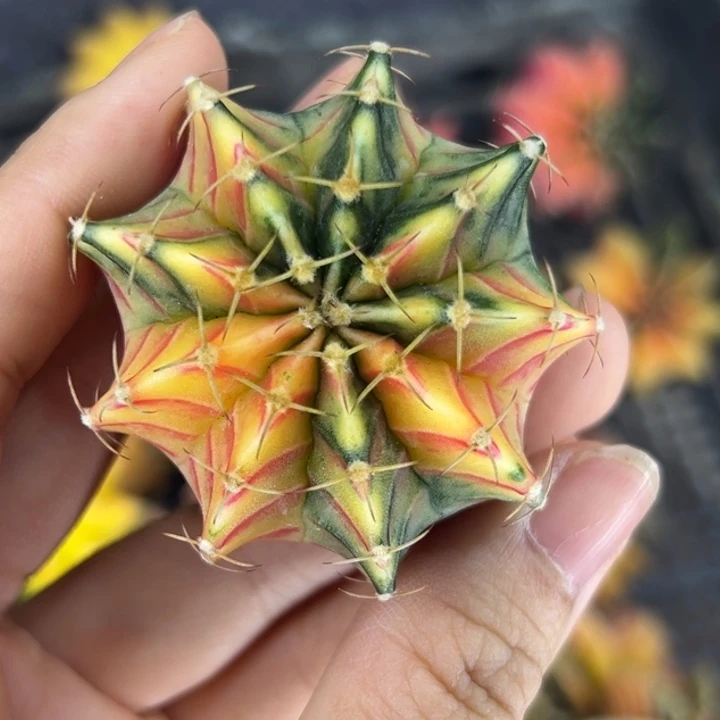 泰国米哈仙人球实生