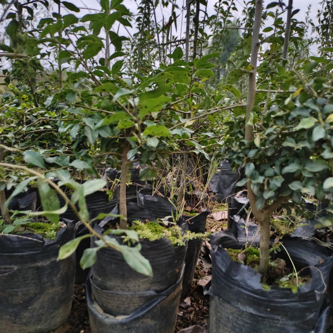 金弹子小苗，公母未知