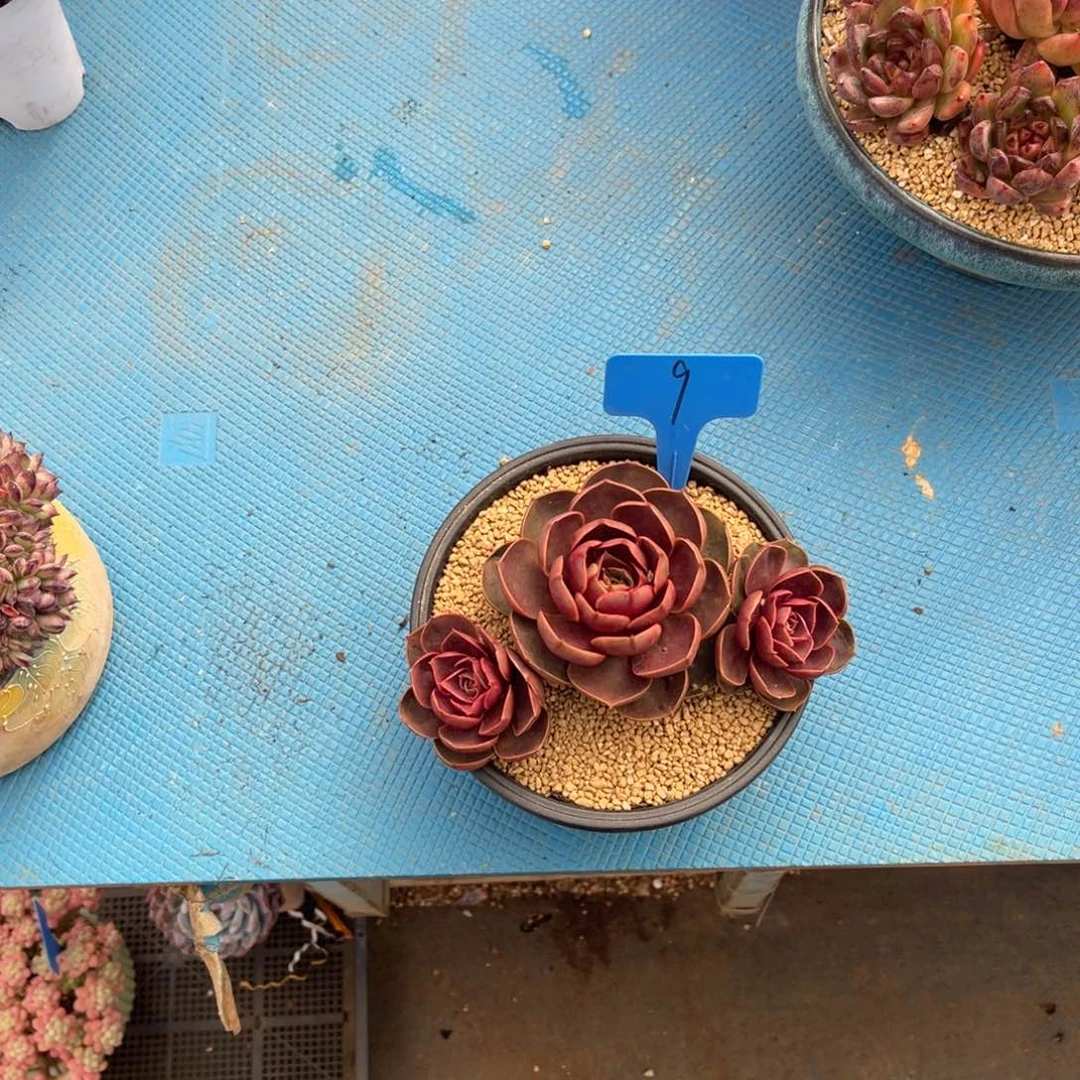 男****）009红色多肉植物