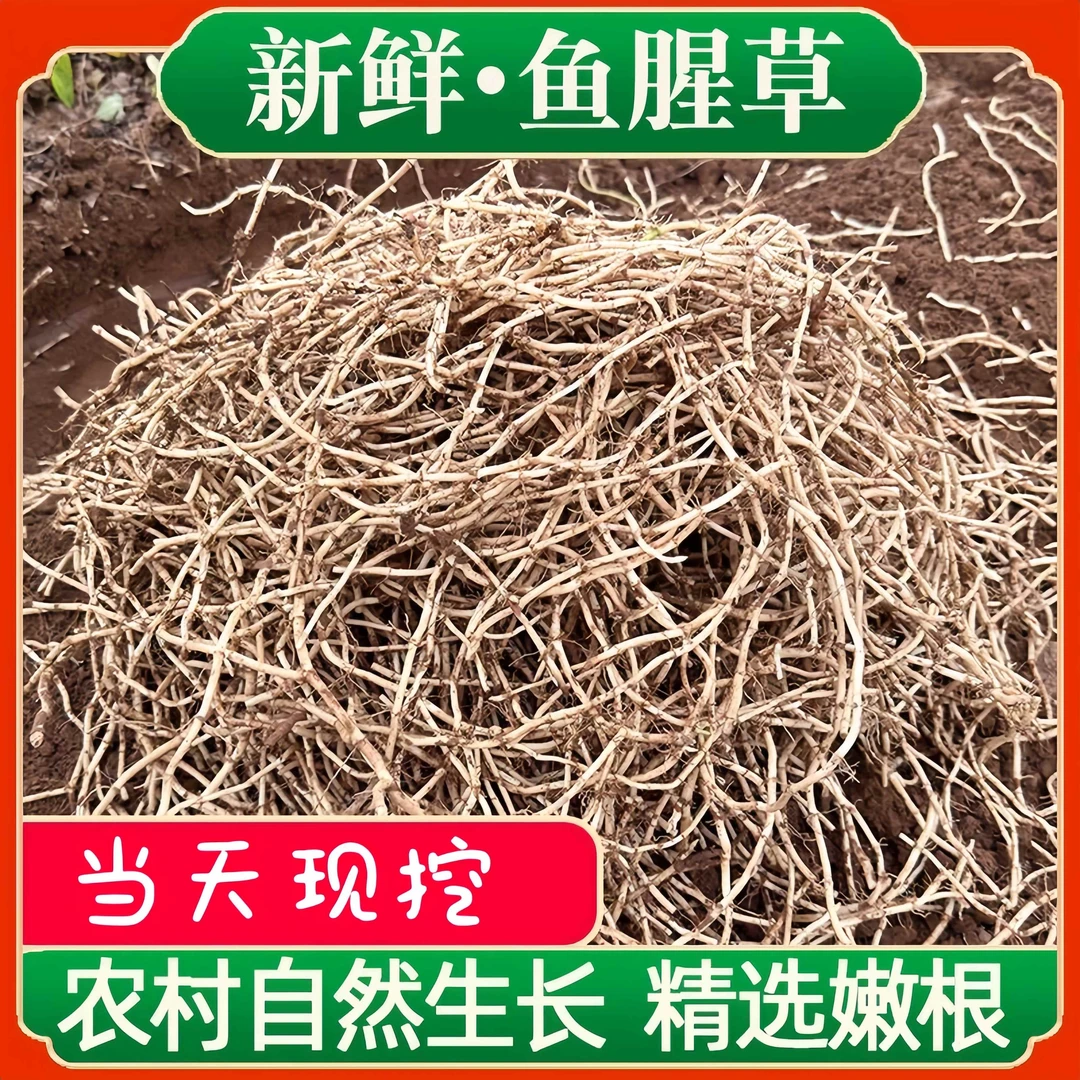 【送煳辣椒】贵州特产折耳根现挖红色鱼腥草鲜嫩凉拌节节根农产品