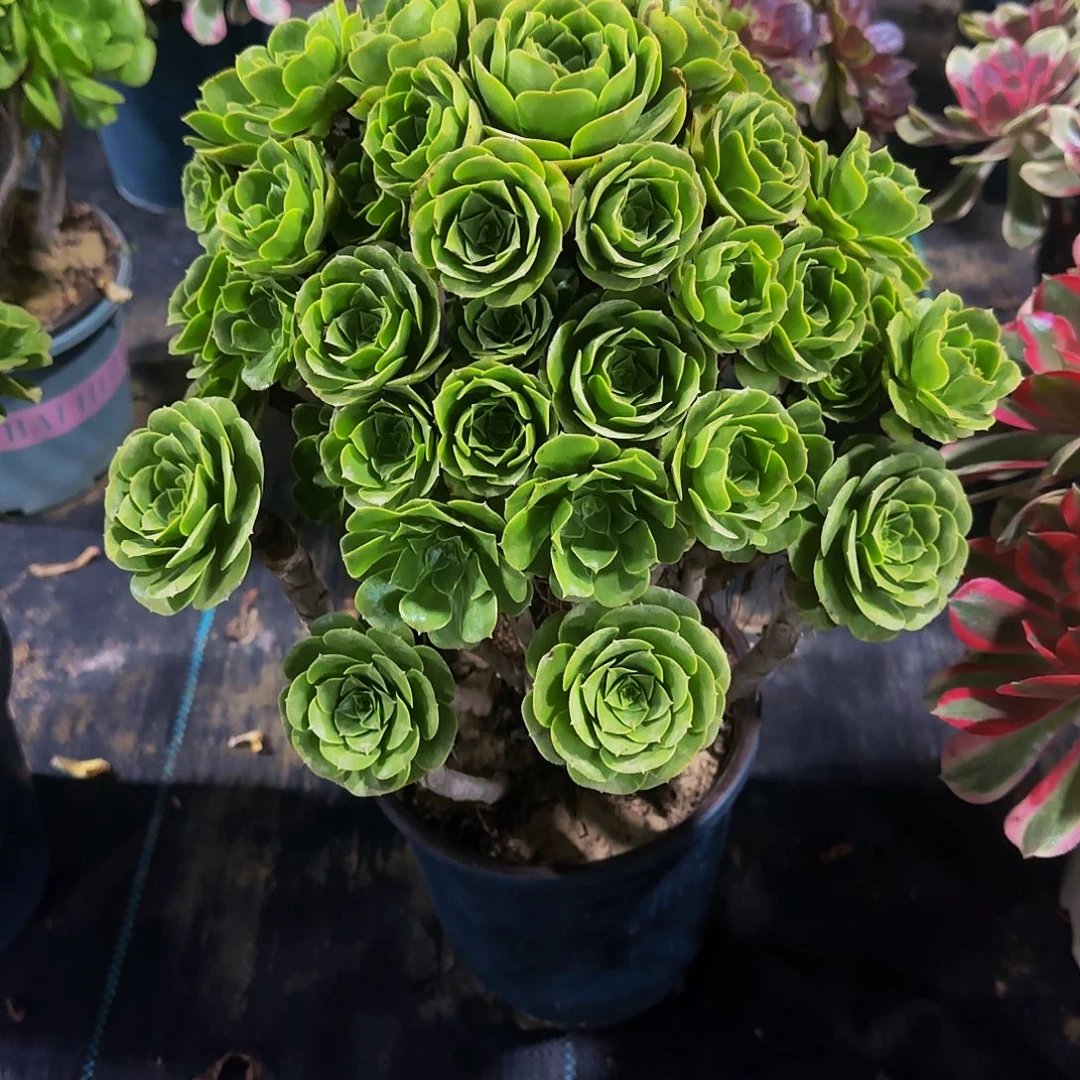 老庄绿玫瑰法师48.8