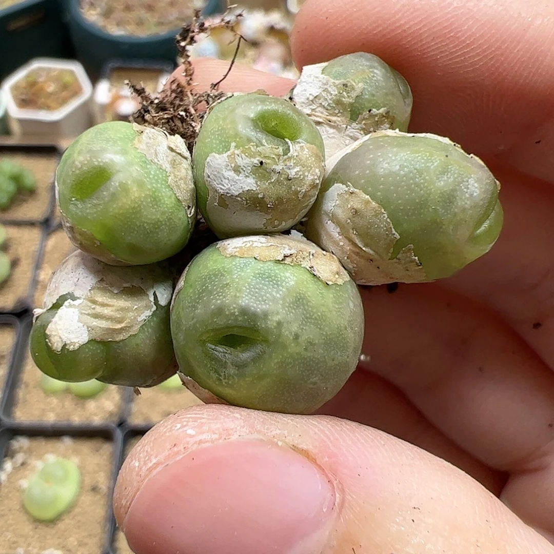 【闪购商品】58 烧麦