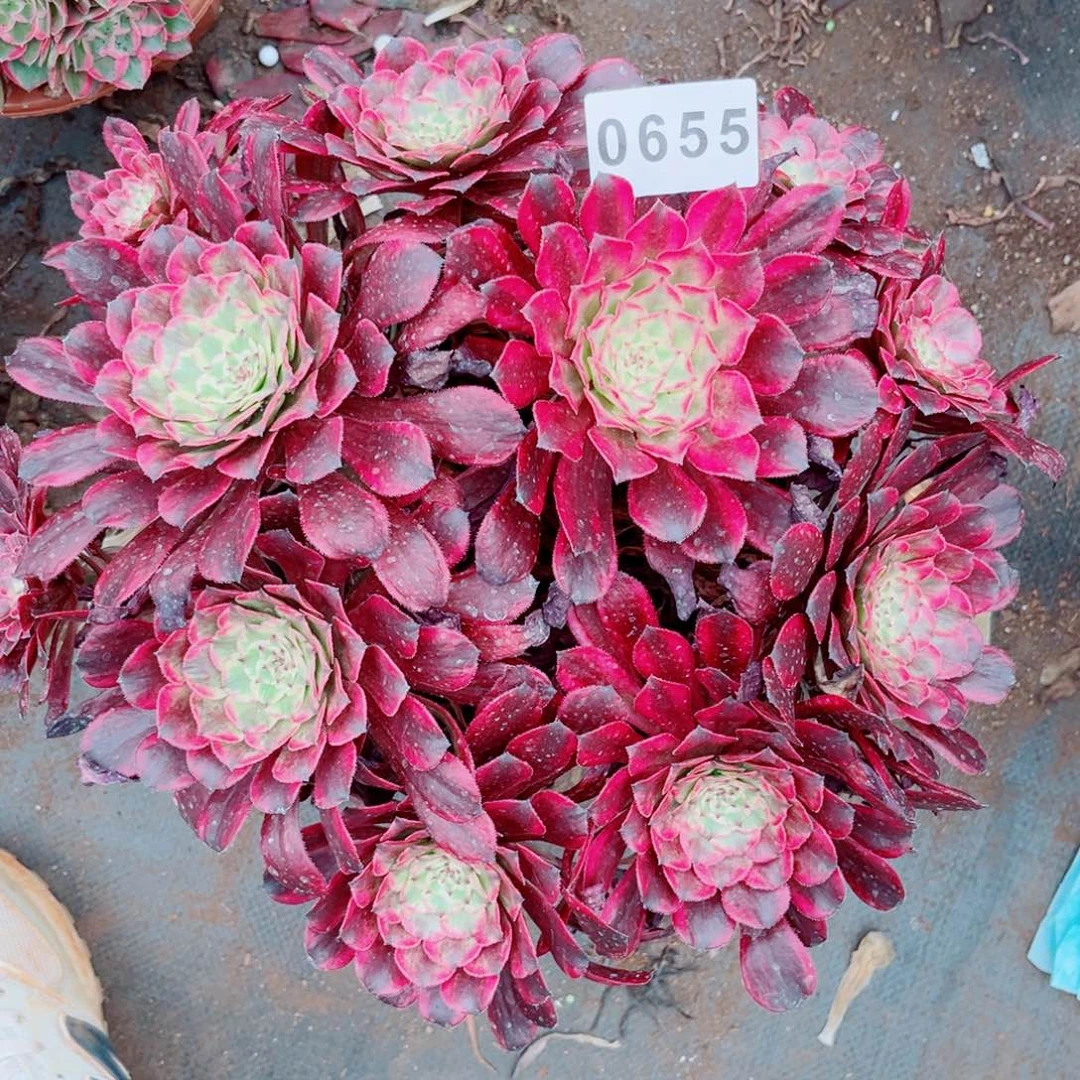 红仙墨多肉发货发货