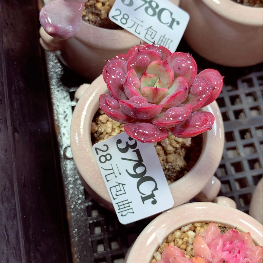 5厘米盆精控多肉植物379