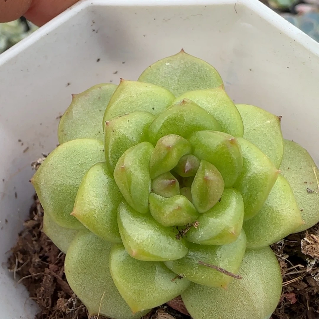 小卡拉米糖心一物一拍