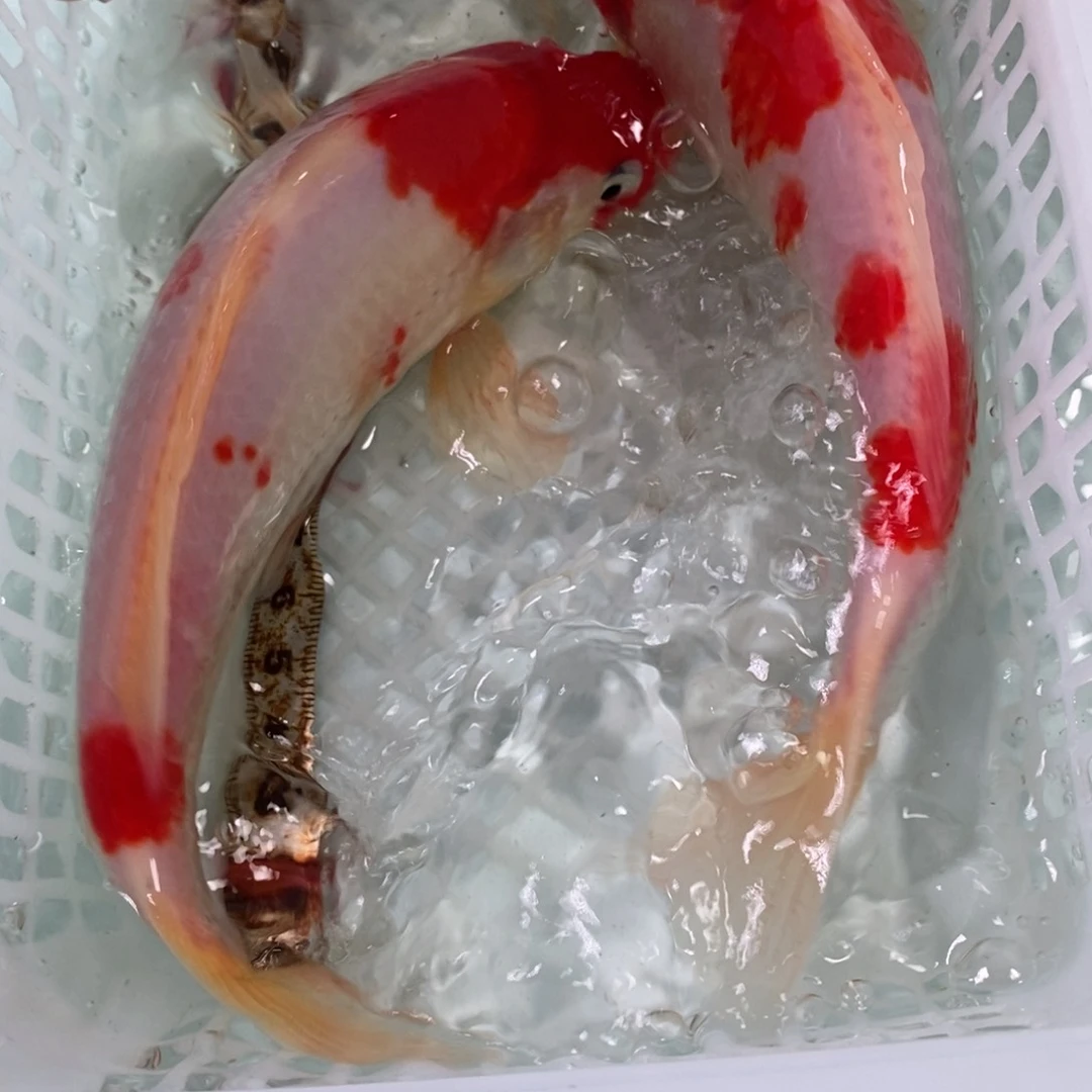 锦鲤冷水锦鲤包邮