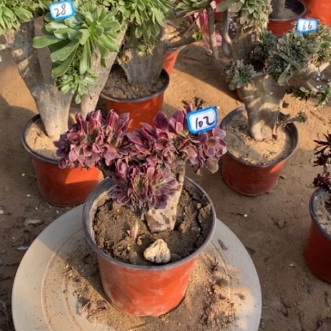 美杜莎缀一物一拍