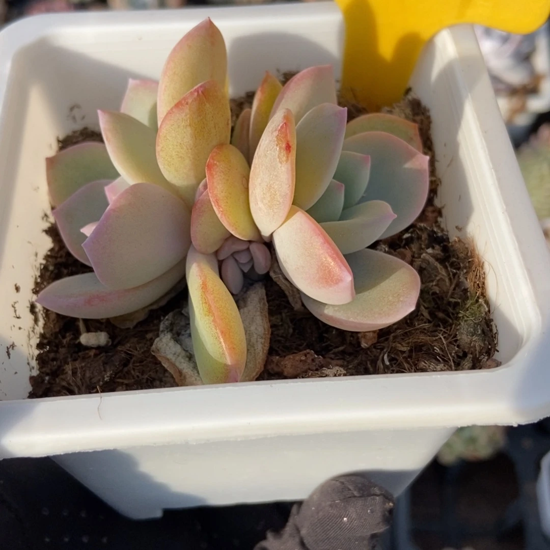 *️****1624奶茶多肉植物