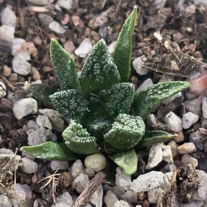 辛顿牡丹实生仙人球