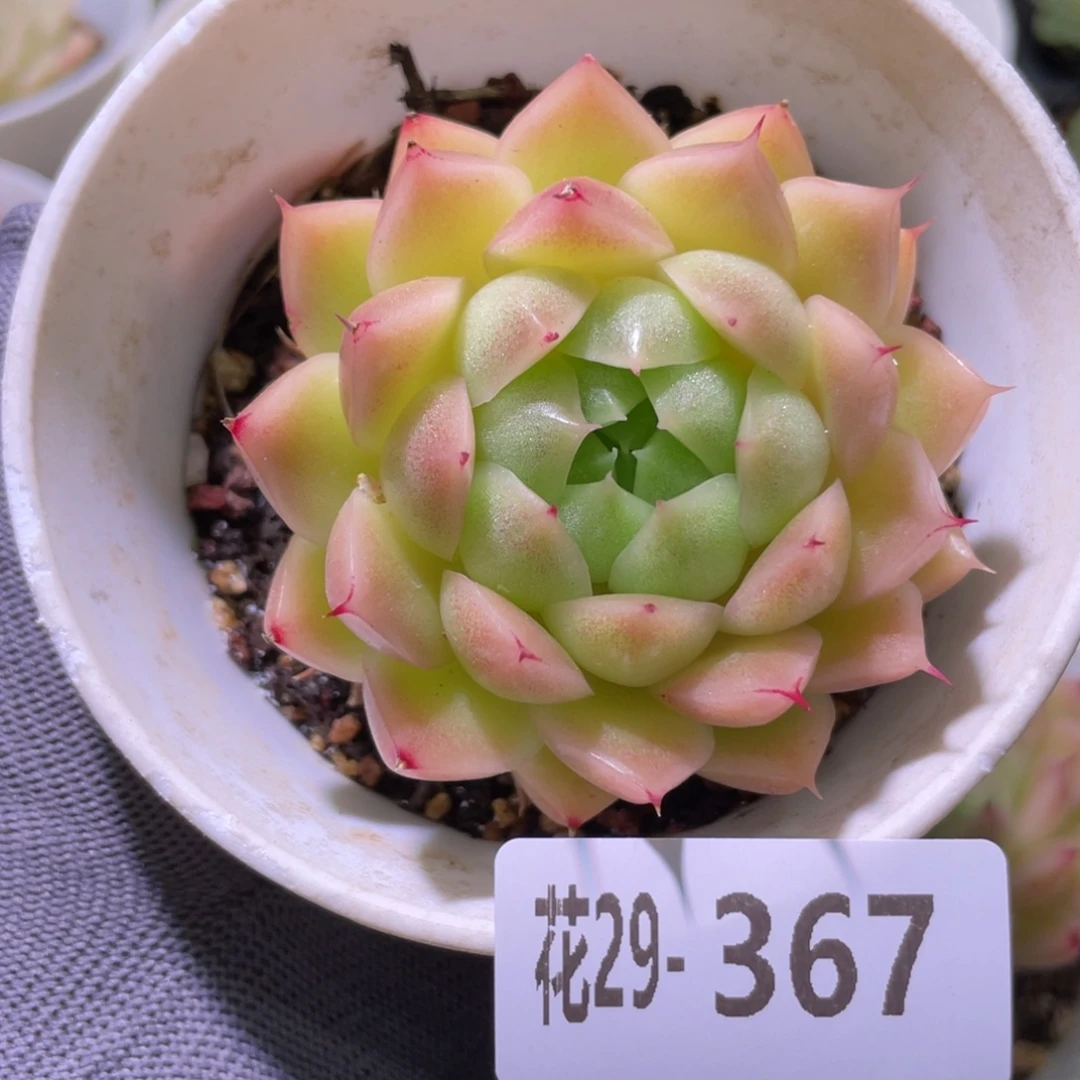 花利美29-367麦秆